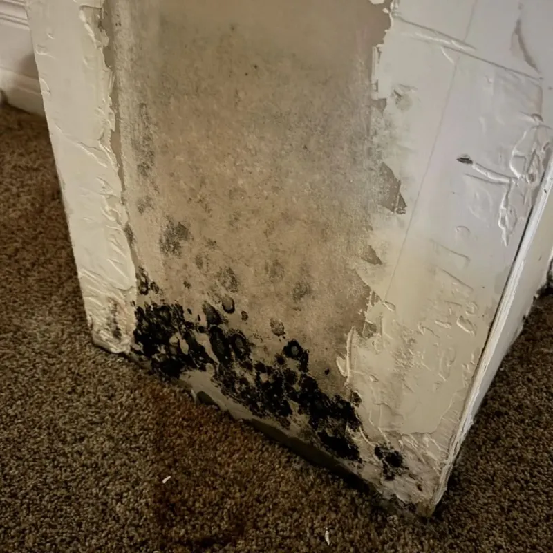 Professional Mold Removal in Andrews, SC